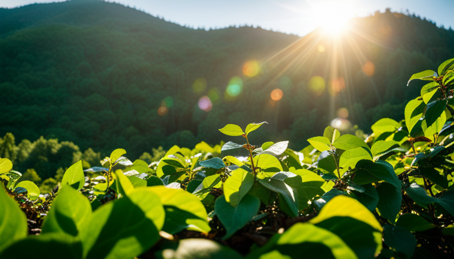 An image capturing a lush, vibrant mountain landscape, bathed in soft morning sunlight, where coffee beans of different shades of green intertwine with vines, showcasing the harmonious blend of sustainability and diversity in Green Mountain Coffee