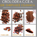 how-to-make-chocolate-chips-from-raw-cacao.png