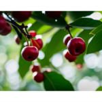An image showcasing a serene, sun-kissed coffee farm nestled amidst lush greenery, where vibrant red coffee cherries dangle from the branches, evoking an organic, clean, and mouthwatering coffee experience