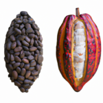what-is-the-difference-between-cocoa-and-raw-cacao.png