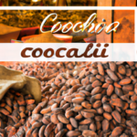 where-do-i-buy-raw-cacao.png