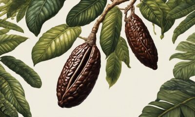 rich flavor of cacao