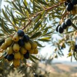 olives and raw food