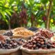 selecting high quality cacao