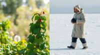 gradual versus cold turkey