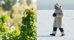 gradual versus cold turkey
