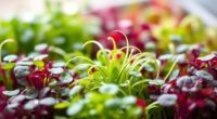 top organic microgreen seeds