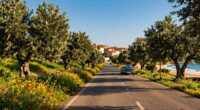 olive groves and coastlines
