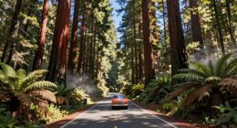 scenic redwood forest journey