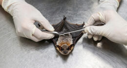 rabies bat